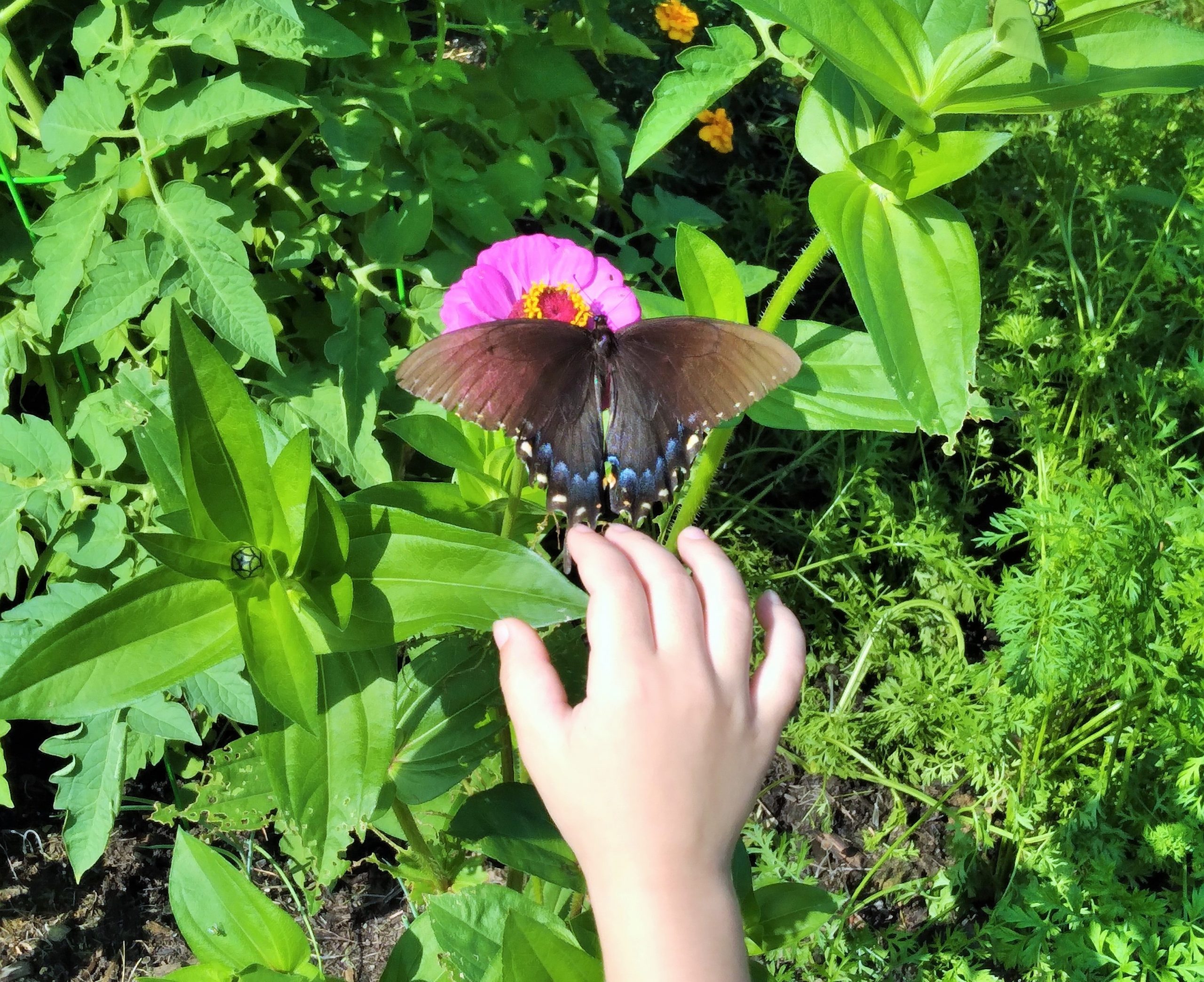 Seeds of Change – What My First Vegetable Garden Taught Me About Life