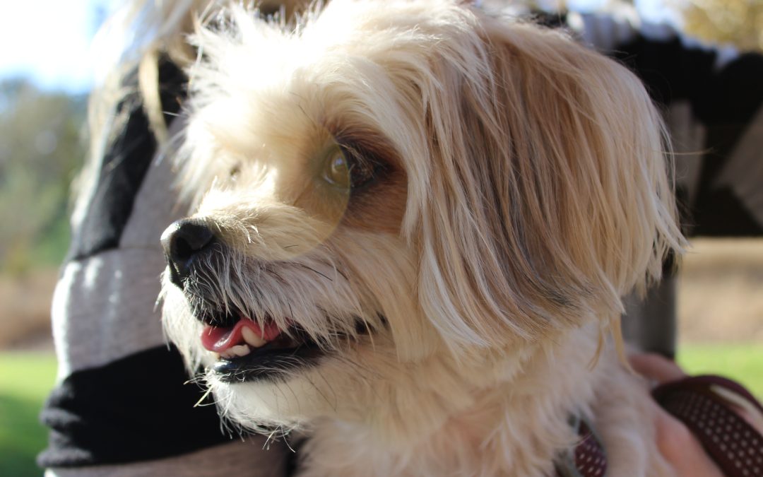 Faith and Healing After Pet Loss