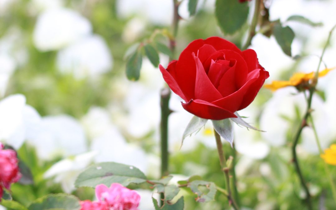 Making Peace When Everything Hurts